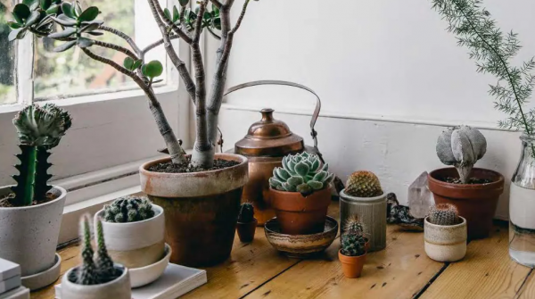 Tanaman Sukulen Tropis dalam Pot Kecil